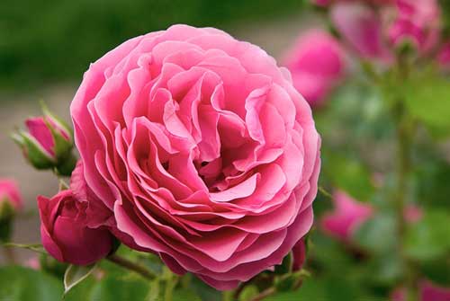 Richtige Rosenpflege im Sommer wird mit schöne Rosenblüten belohnt
